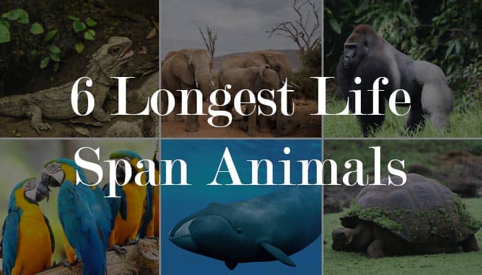 animals with longest life