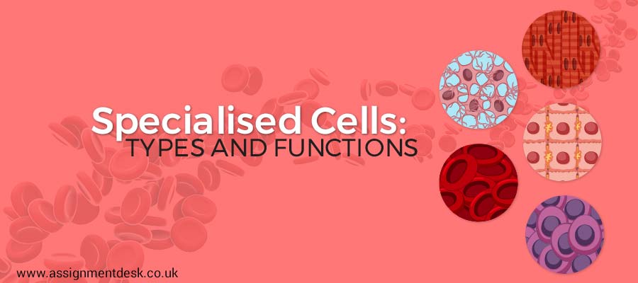 Specialized Cells: Various Types and Functions