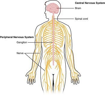 Physiological Processes: Nervous System