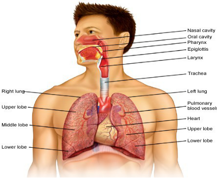 Physiological Processes: Respiratory System