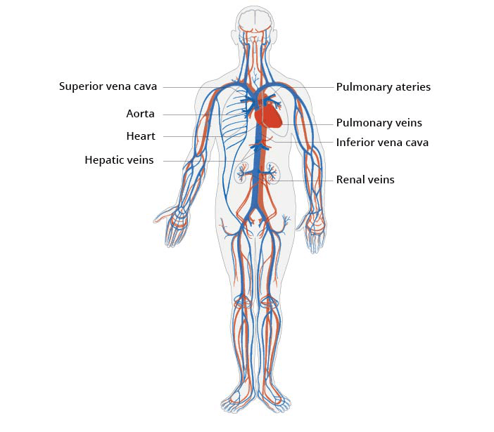 Physiological Processes: Cardiovascular System