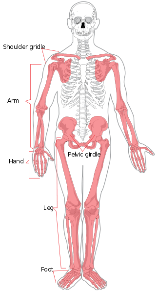 Physiological Processes: Musculoskeletal System