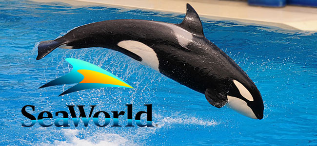 business-strategy-seaworld